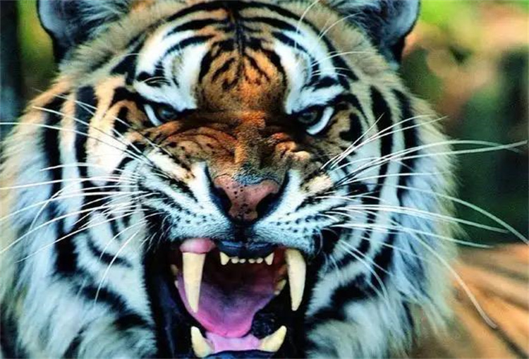 在野外遇到老虎该如何提高生存几率?民警单手制服老虎