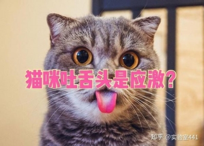 如何杜绝猫爬床上