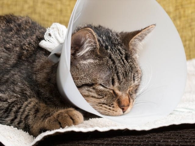 折耳猫软骨病症状