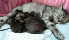 猫咪产前征兆阐述猫咪生产前的征兆