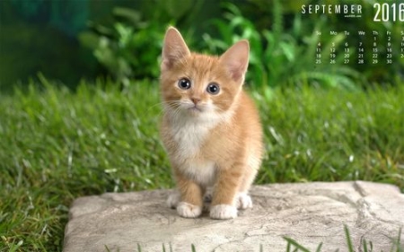 猫咪产前有什么征兆？阐述猫咪生产前的征兆