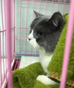 最粘人的6种猫咪，可爱又好看，都恨不得长