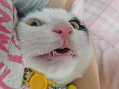 最粘人的6种猫咪，可爱又好看，都恨不得长在你身上