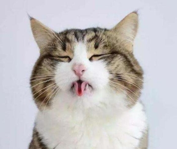 猫猫有病怎么看的出来