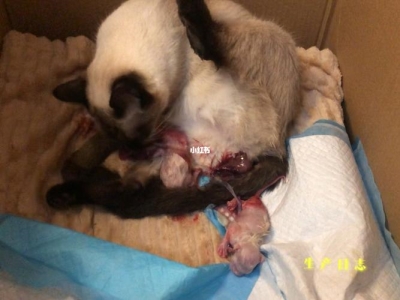 猫猫有病怎么看的出来