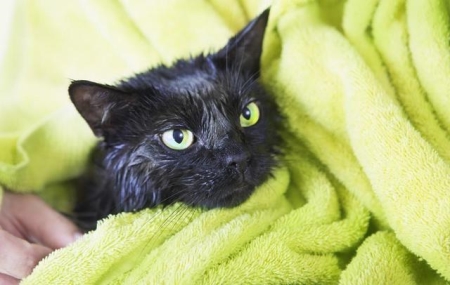 你家猫咪多大绝育的？英短绝育最佳时间是何时？