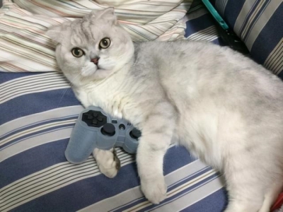 猫冠状病毒可以治愈吗？