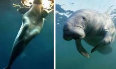 儒艮叫美人鱼形态特征与美人鱼很像相似度80%