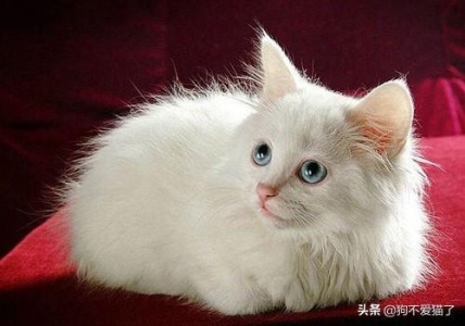 猫胰腺炎的症状及医治