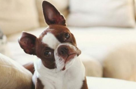 狗感冒还能吃驱虫的药吗？狗狗感冒药和驱虫药可以一起吃吗？