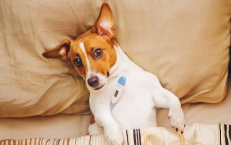 狗狗拉稀不一定是细小，这9个真相帮主人找出元凶 狗狗拉稀是生病了吗？