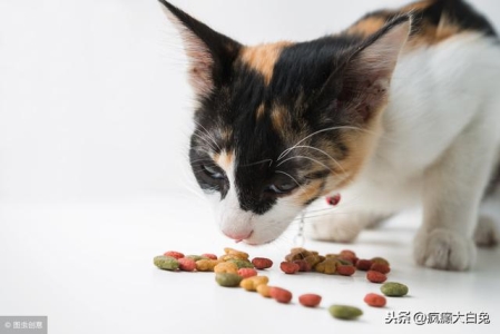 铲屎官路遇流浪小猫后欲收养，幸运学会三点方法后顺利将猫拐回家 流浪猫怎么养？