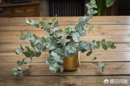 铲屎官路遇流浪小猫后欲收养，幸运学会三点方法后顺利将猫拐回家 流浪猫怎么养？