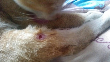 铲屎官路遇流浪小猫后欲收养，幸运学会三点方法后顺利将猫拐回家 流浪猫怎么养？