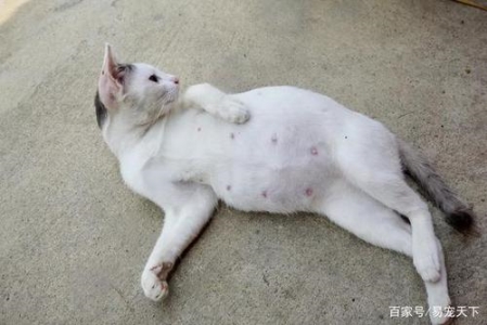 猫咪麒麟尾是咋回事？恭喜你，好运上门了！ 猫怎么样才算麒麟尾