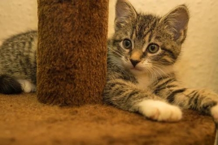 猫咪麒麟尾是咋回事？恭喜你，好运上门了！ 猫怎么样才算麒麟尾