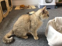 猫咪麒麟尾是咋怎么回事恭喜你，好运上门了