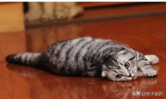 猫咪得了肝炎解决办法？猫肝炎的病因有哪些