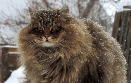 猫咪得了肝炎怎么办？猫肝炎的病因有哪些？找准病因，及时医治才是关键