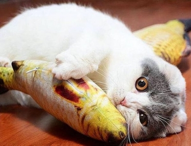 长期接触猫会得病吗？