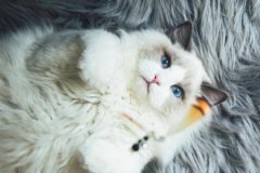 养猫，劝你不要养黑色的，真相有这些当作养