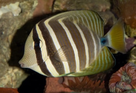 地球上最长的鱼