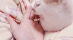 这只小黑猫的颜，我能嗑一年小黑猫是