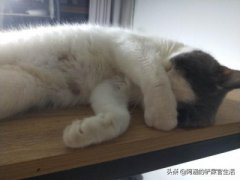 3分钟看完这份指南，从此再也用不担心给猫