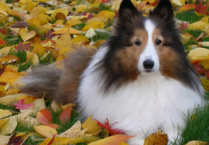 狗狗体重暴增或暴跌?小心这三种甲状腺疾病,既致命又难预防 狗狗甲状腺肿大怎么医治最好的方法