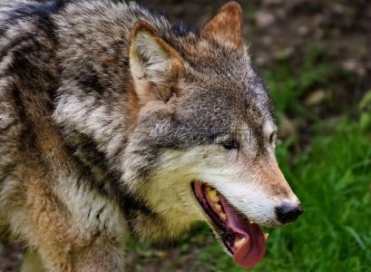 科学家如何意外发现一些蜜蜂可以在水下冬眠