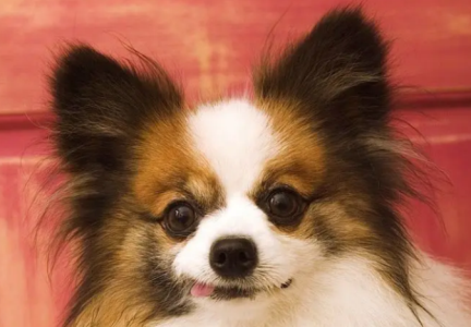 博美犬肠胃差,经常呕吐拉稀怎么办?博美狗狗又吐又拉