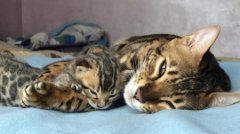 判断折耳猫有没有发病