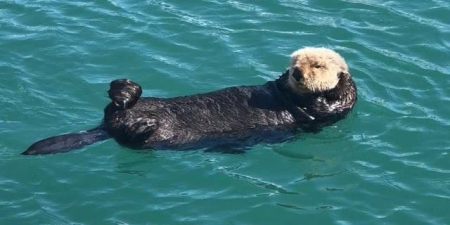 怎么判断折耳猫有没有发病