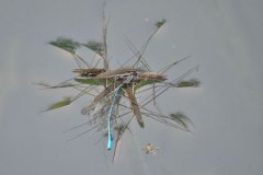 抹香鲸投掷巨型便便炸弹来拯救自己免受虎鲸