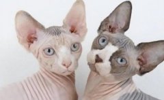 发现家猫血便解决办法？先好好了解怎么回事