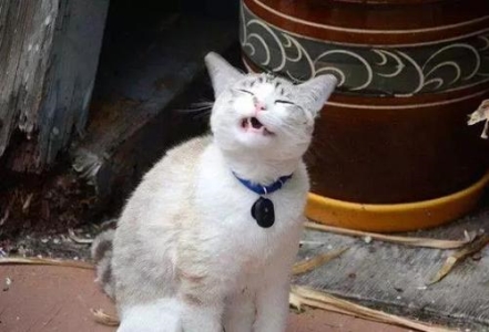 布偶公猫绝育后会有哪些变化