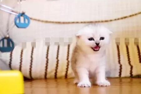 从一窝小猫中挑出好猫，懂行的人，都会用这几种方法 一窝猫最小的那个会有缺陷吗？