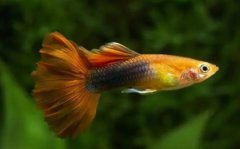 儒艮叫美人鱼儒艮变成美人鱼