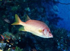 美人鱼是生孩子的真实美人鱼生