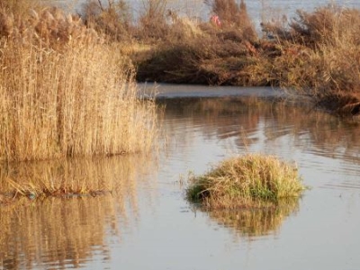 巴奴火锅称羊肉卷确实含有鸭肉成份：向顾客赔偿835.4万元