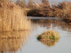 巴奴火锅称羊肉卷确实含有鸭肉成份：向顾客赔偿835.4万元