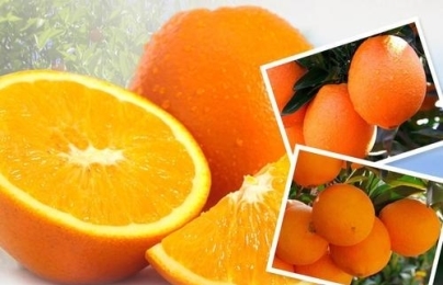 家长凉拌木耳的做法