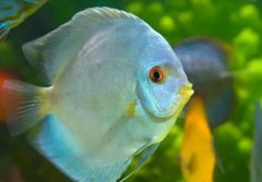 世界上有美人鱼吗？东方鲛人泣珠报答