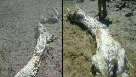 锁龙井的蛟被挖出来过吗?锁龙井真实事件真相