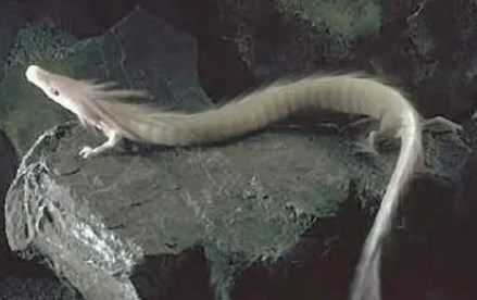 北京锁龙井底下到底有什么?