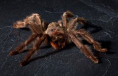南极巨型海蜘蛛腿长25厘米患有极地