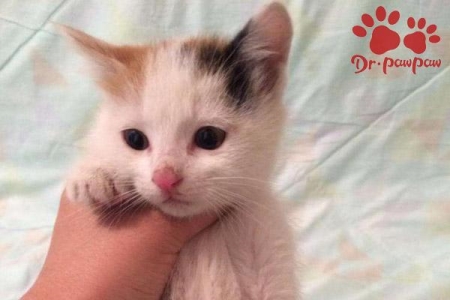 狗狗吃了洋葱怎么处理??狗吃了洋葱该怎么办?