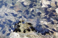 雨中女郎的画家是哪位雨中女郎灵异事件