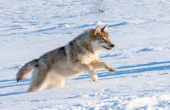 童年动画喜羊羊灵异事件：喜洋洋最终难逃灰