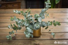 家庭养小龙虾养庭养小龙虾养一夜晚